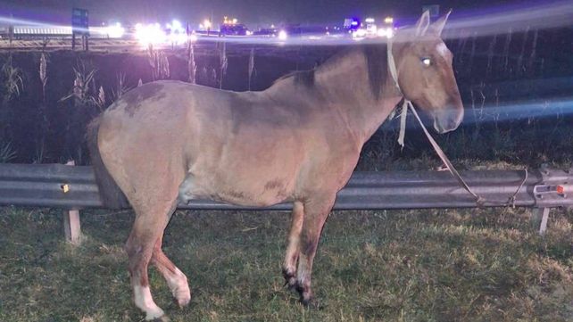 El caballo en el que iba Thiago Benítez cuando lo balearon de muerte para recuperar el animal.&nbsp;