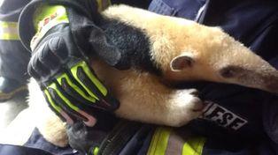 El rescate de un oso melero en el norte de la provincia
