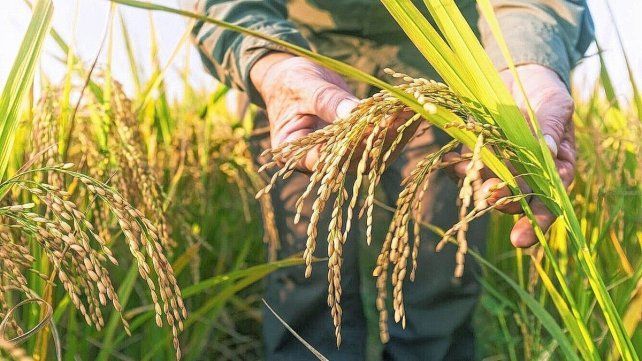 Advierten que la siembra de arroz podría caer al nivel más bajo de los últimos 26 años.
