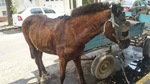 Menores detenidos cuando manejaban un carro tirado por un caballo con signos de maltrato por Bulevar Menores detenidos cuando manejaban un carro tirado por un caballo con signos de maltrato por Bulevar