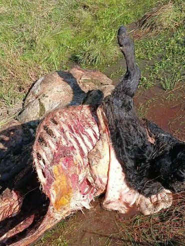 Abigeato: Federación Agraria denuncia situación límite en Bovril