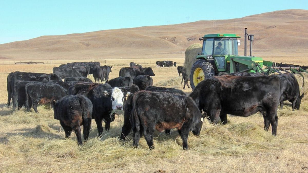 Pequeños productores, grandes mercados: las claves de la ganadería en Estados Unidos
