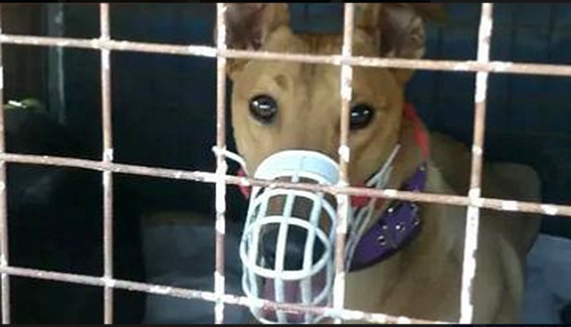 Rescatan 77 galgos y demoran a 150 personas por participar de carreras clandestinas