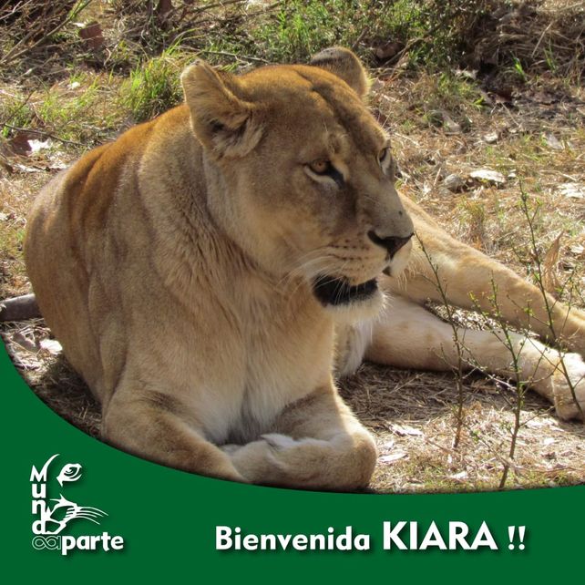 Una leona africana y un tigre de bengala fueron alojados en una ONG rosarina