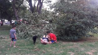 La explicación municipal sobre el ombú que cayó en el Parque del Sur