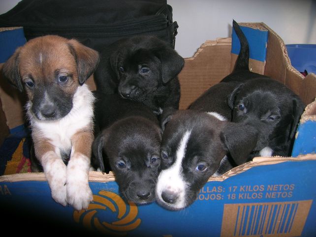 Quieren crear una Guardia Municipal para asistir a perros y gatos callejeros
