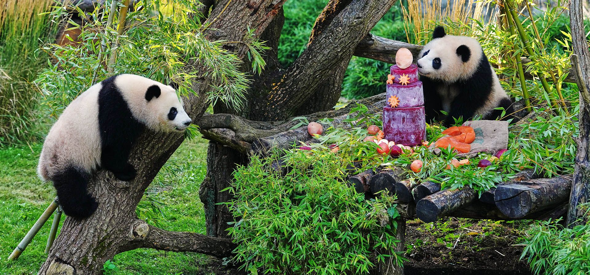 Las crías gemelas de panda gigante Leni (derecha) y Lotti llegan a un evento para los medios de comunicación en la víspera de su segundo cumpleaños en el zoológico de Berlín, Alemania, el viernes 21 de agosto de 2026. (Foto AP/Markus Schreiber) Las crías gemelas de panda gigante Leni (derecha) y Lotti llegan a un evento para los medios de comunicación en la víspera de su segundo cumpleaños en el zoológico de Berlín, Alemania, el viernes 21 de agosto de 2026. (Foto AP/Markus Schreiber)