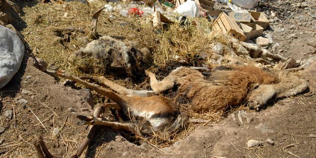 Preocupante. Unos 300 animales perecieron en 2015 y unos 70 en 2016.