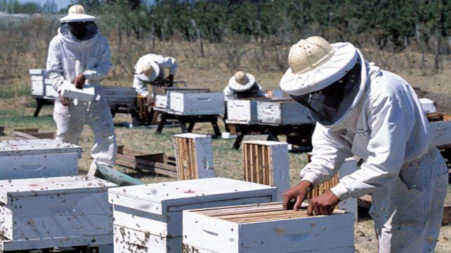 Luego de que en 2023 la producción cayera un 20% debido a la sequía