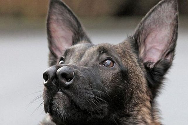 Snuffles, el perro de dos narices, consiguió dueño