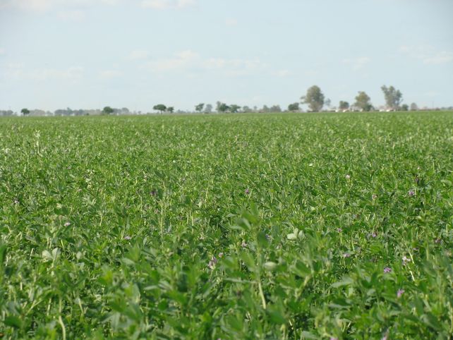 Alfalfa:  cuáles son los secretos para un forraje de calidad