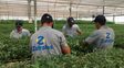 La plataforma Zafrales desembarca en Argentina y busca agilizar la contratación de trabajadores en el campo