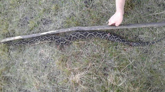 Entre Ríos: hallaron una yarará de casi dos metros en una chacra