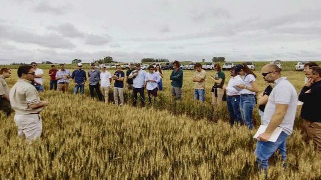 Don Mario y Los Grobo realizaron una jornada de actualización en trigo en Tandil.