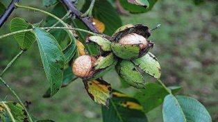 Se pueden cultivar las nueces en casa