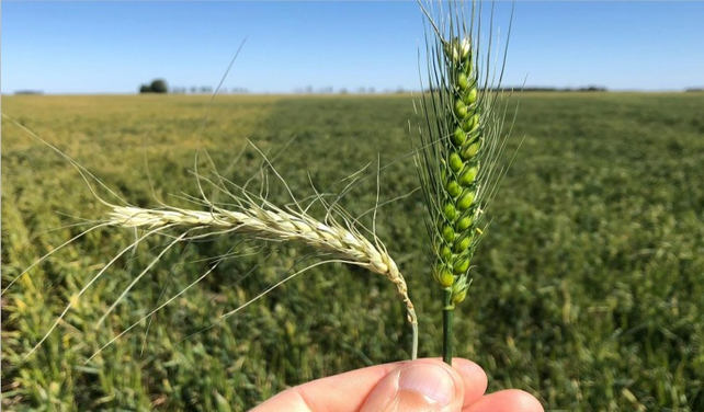 El sur de Santa Fe es uno de los lugares más afectados por las adversas condiciones climáticas. Preocupación en el sector agropecuario.