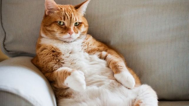 Descubren por qué vuelven los gatos a su hogar, y no es por la comida