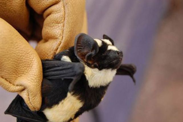 Descubren extraña especie de “murciélago panda”