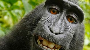 Un juez niega derecho de autor al mono que se tomó una selfie