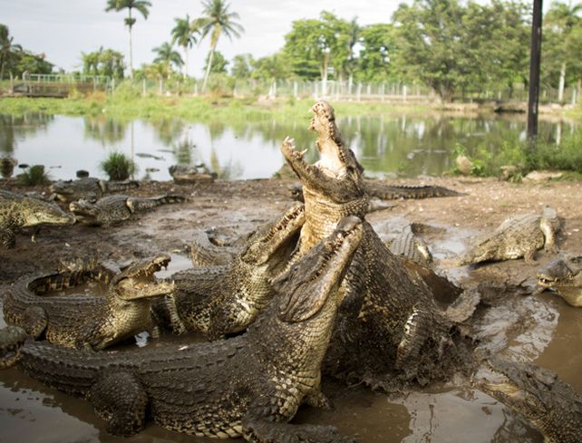 En Indonesia proponen una cárcel para narcos en una isla remota y custodiada por cocodrilos. /Reuters