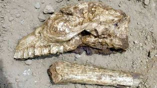 Hallaron fósiles de un extraño animal prehistórico cerca de un campo de golf de Miramar