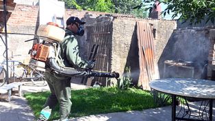 Dengue y prevención: los casos confirmados descendieron un 99% en la actual temporada en la ciudad de Santa Fe