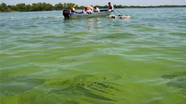 Alertan por la presencia de cianobacterias en el río Uruguay
