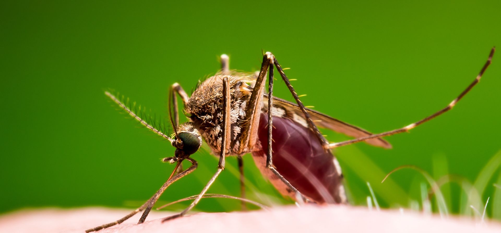 Se va abril: ¿zafamos del dengue o puede haber un brote?