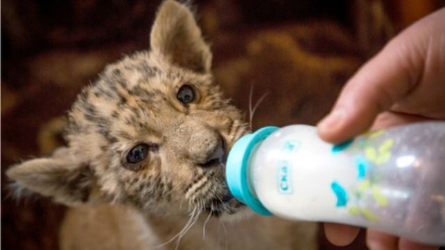 Zar, el asombroso bebé ligre que nació del cruce de una tigresa y un león