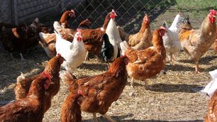 Detuvieron a un hombre que escondía cocaína en el gallinero