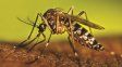 Dengue: se confirmaron tres casos en Entre Ríos y se detectó otra variante