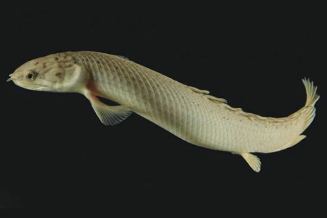 Un pez revela un dato clave en la evolución del ser humano