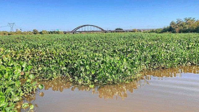 El Vado está tapado de camalotes y no será parte del recorrido del Maratón.