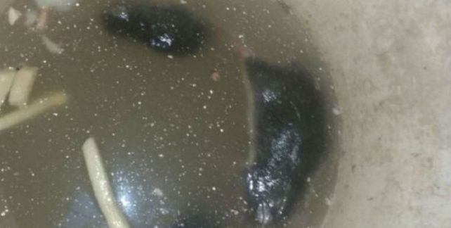 Denunciaron que un restaurante está invadido de ratas y continúa abierto