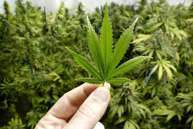 Objetivos. El proyecto busca la formación académica y productiva de cultivadores de cannabis y usuarios.