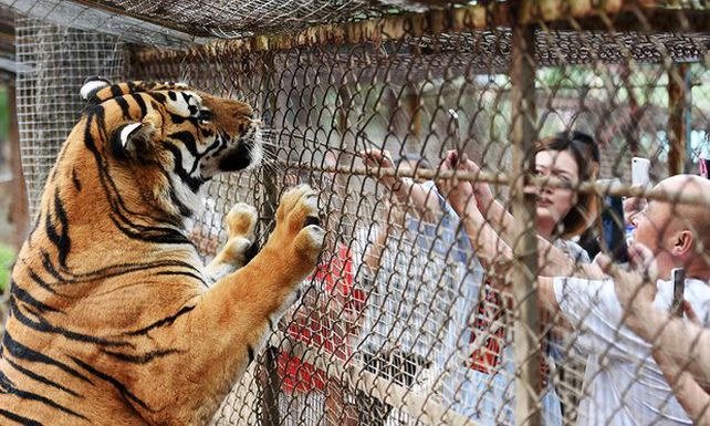 Tigres siberianos. La tragedia ocurrió el sábado en el Parque Zoológico Beijing Badalin Wildlife
