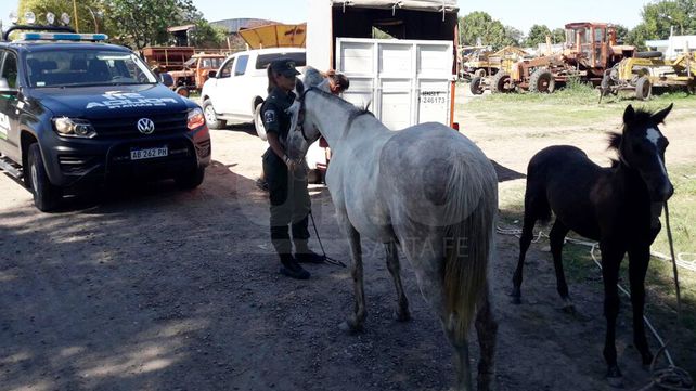 Recuperaron caballos que fueron robados en el departamento Las Colonias