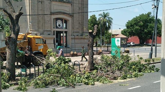 Así retiraban los árboles del frente de la Estación Belgrano