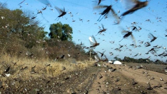 Plaga: manga de langostas ingresó a Entre Ríos