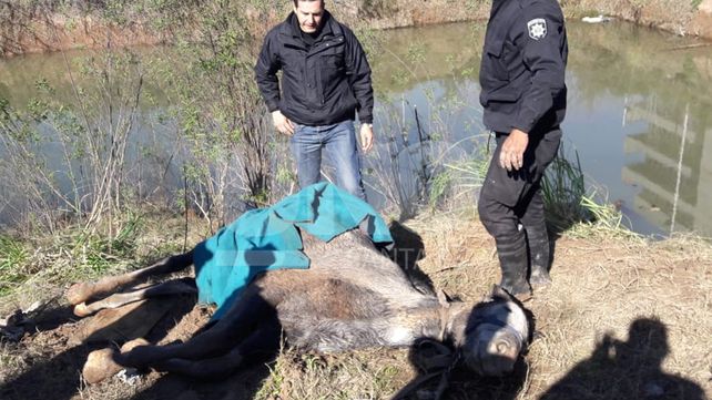 Rescataron a una yegua a punto de ahogarse en un arroyo