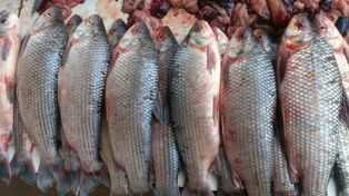 Santa Fe suspende la exportación de pescado para proteger el Paraná