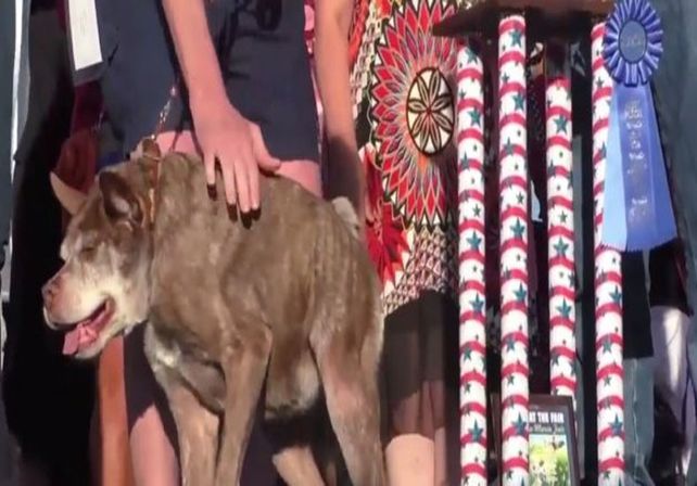 Conocé a Quasimodo, el perro más feo del mundo