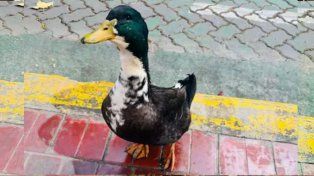 El pato juan, protagosnista de la controversia en el centro de Mendoza