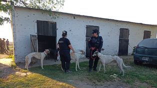 Asesinato en la noche del lunes en la zona sur de Rosario 35 casino Ya hay treinta familias interesadas en adoptar los galgos rescatados