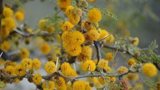 Este martes se celebra el Día del Árbol Entrerriano