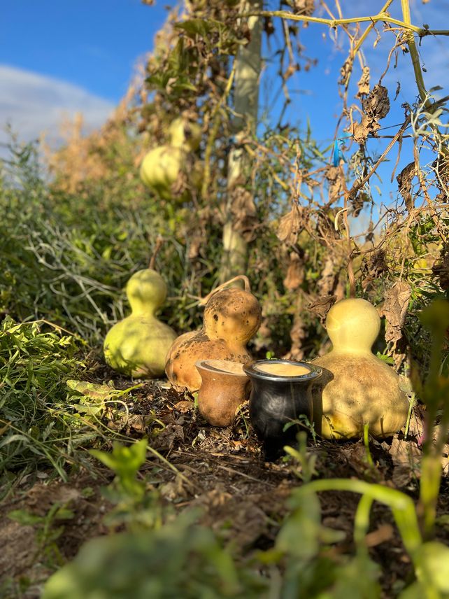 La producción actual de las calabazas en San Juan.