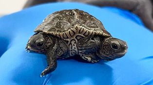 Una tortuga de dos cabezas y seis patas cumplió dos semanas de vida en excelente estado de salud