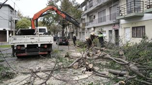 La tormenta en Rosario. Múltiples problemas en Alsina al 800 por la caída de un árbol enorme sobre dos autos.