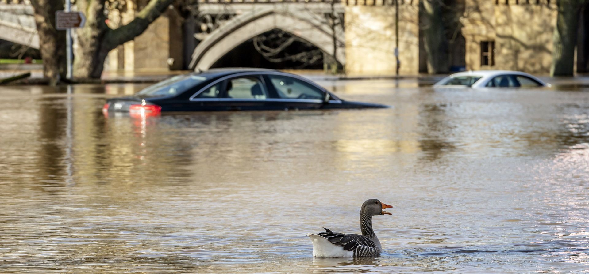 Un ganso nada junto a los automóviles atrapados en las aguas de la inundación después de que el río Ouse se desbordara en York, Inglaterra, el martes 22 de febrero de 2022. El norte de Europa ha sido azotado por la tercera gran tormenta en cinco días.