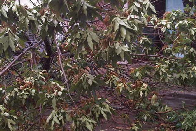 Llegó la lluvia y provocó destrozos: sigue el alerta por tormentas fuertes